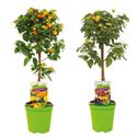 Afbeelding van KP19 Lantana  stam Divers
